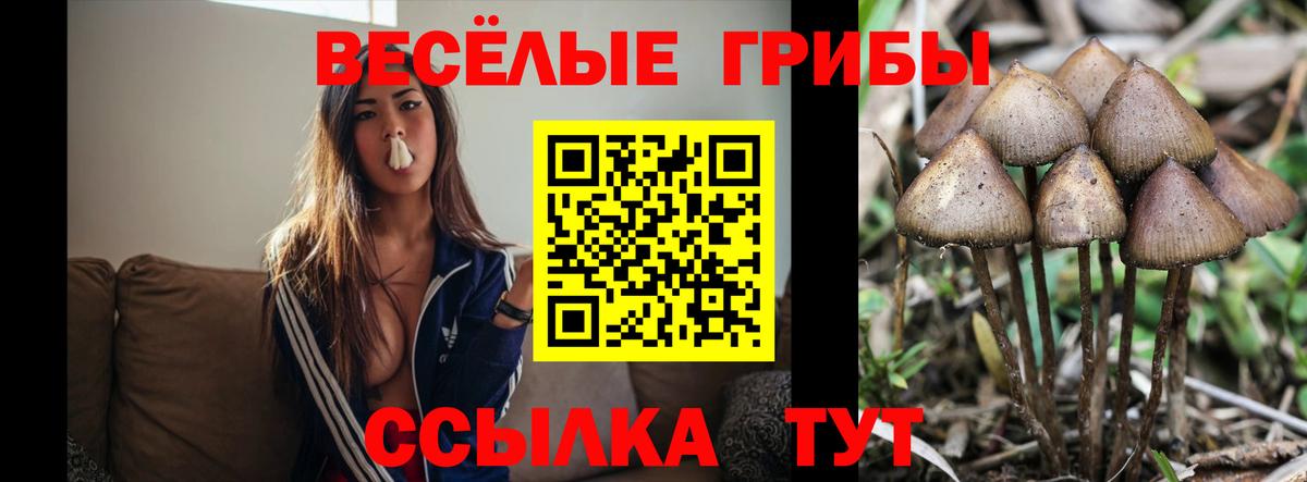 Псилоцибиновые грибы Psilocybine cubensis  Псилоцибиновые грибы Psilocybine cubensis  Карабулак  Вход с VPN 